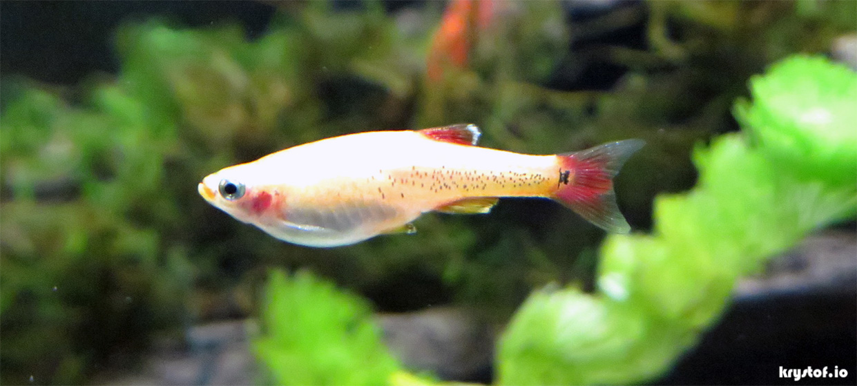 white cloud minnow